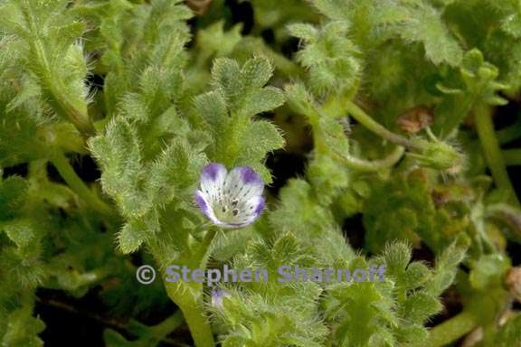 nemophila pedunculata 6 graphic